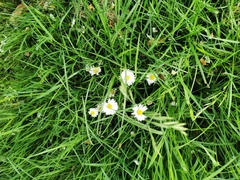 Bellis perennis