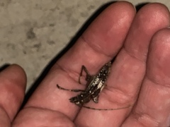 Enaphalodes taeniatus