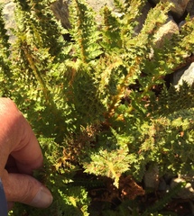 Polystichum cystostegium