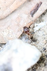 Pheidole megacephala