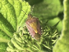 Dolycoris baccarum