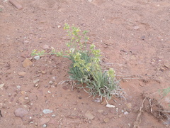 Oreocarya confertiflora