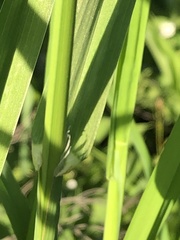 Alopecurus pratensis