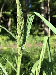 Alopecurus pratensis