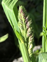 Alopecurus pratensis
