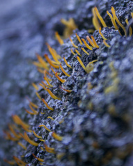 Calocera guepinioides
