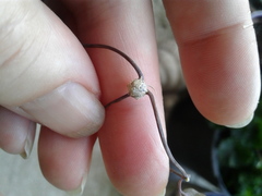 Cynipoidea