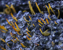 Calocera guepinioides