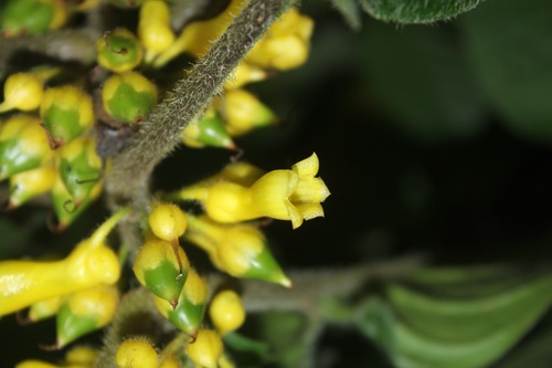 Besleria fecunda