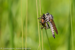 Dysmachus fuscipennis