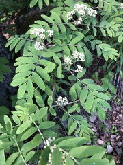 Sorbus aucuparia