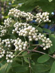 Sorbus aucuparia