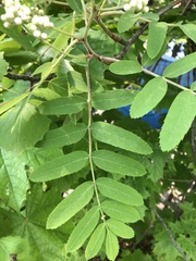 Sorbus aucuparia
