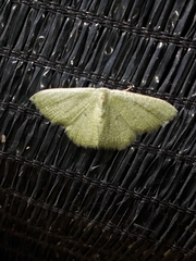 Phaiogramma faustinata