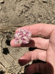 Calyptridium monospermum