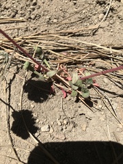 Calyptridium monospermum