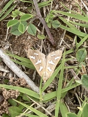 Diastictis