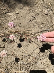 Calyptridium monospermum