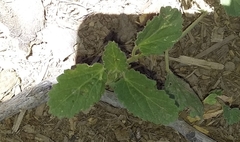 Rhynchosida physocalyx