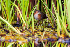 Laterallus melanophaius