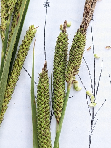 Image of Carex emoryi by (c) Alaina Krakowiak, some rights reserved (CC BY)