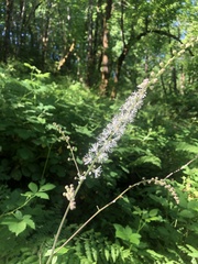 Actaea elata