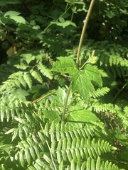 Actaea elata