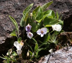 Viola thomasiana