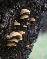 Crepidotus eucalyptorum