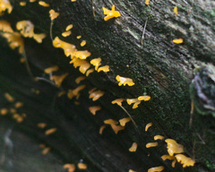Calocera guepinioides