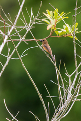 Sporophila angolensis