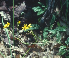 Packera millelobata