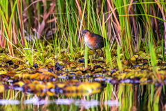 Laterallus melanophaius