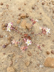 Dudleya crassifolia