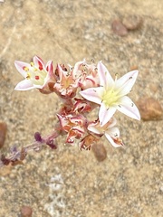Dudleya crassifolia