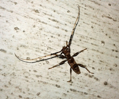 Compsibidion vanum