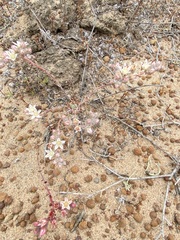 Dudleya crassifolia