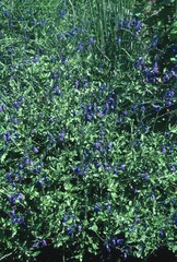 Salvia lycioides
