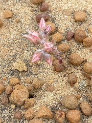Dudleya crassifolia