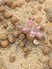 Dudleya crassifolia