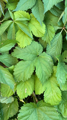 Humulus lupulus