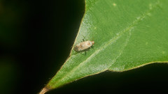Compsidolon salicellum