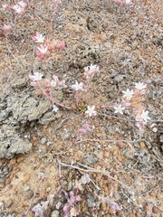 Dudleya crassifolia