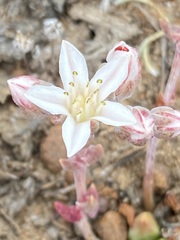 Dudleya crassifolia