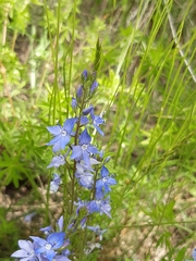 Veronica austriaca