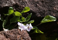 Viola thomasiana