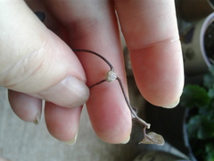 Cynipoidea