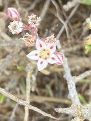 Dudleya hendrixii