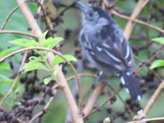 Thamnophilus atrinucha