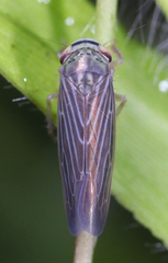 Chlorotettix necopinus